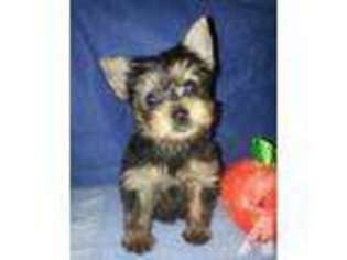 Yorkshire Terrier Puppy for sale in MONTICELLO, FL, USA