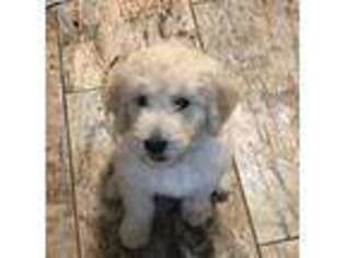Goldendoodle Puppy for sale in Kenner, LA, USA