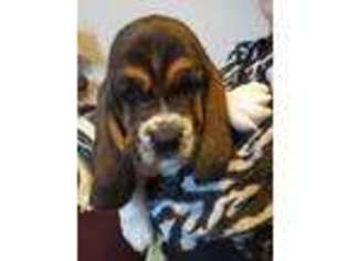 Basset Hound Puppy for sale in Shullsburg, WI, USA