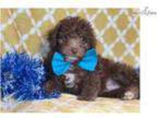 Schnoodle (Standard) Puppy for sale in Lakeland, FL, USA