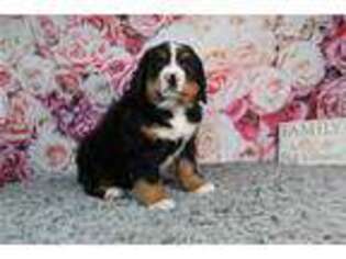 Bernese Mountain Dog Puppy for sale in Fort Wayne, IN, USA