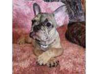 French Bulldog Puppy for sale in Humboldt, IA, USA