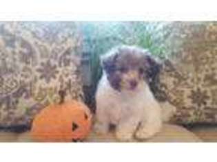 Havanese Puppy for sale in Hermitage, TN, USA