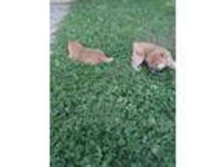 Shiba Inu Puppy for sale in Roanoke, VA, USA