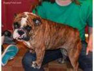 Bulldog Puppy for sale in Fulton, MO, USA