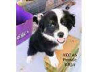 Australian Shepherd Puppy for sale in Call, TX, USA