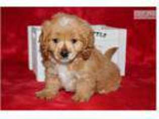 Cock-A-Poo Puppy for sale in Sioux City, IA, USA