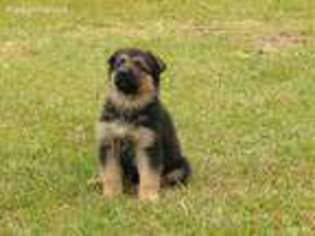 German Shepherd Dog Puppy for sale in Columbia, SC, USA