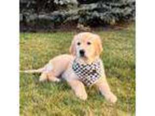 Golden Retriever Puppy for sale in Topeka, IN, USA