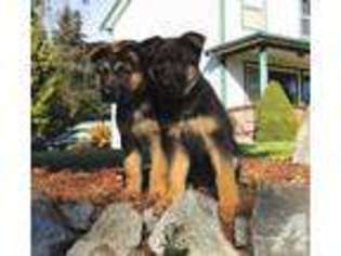 German Shepherd Dog Puppy for sale in GRAHAM, WA, USA