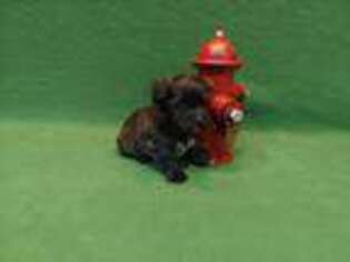 Havanese Puppy for sale in Aubrey, TX, USA