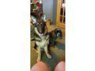 German Shepherd Dog Puppy for sale in Allenstown, NH, USA