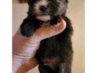 Pomeranian Puppy for sale in Cle Elum, WA, USA