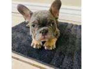 French Bulldog Puppy for sale in Pleasant Grove, UT, USA