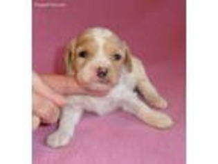 Cavapoo Puppy for sale in Seville, OH, USA
