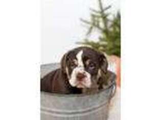 Olde English Bulldogge Puppy for sale in Ephrata, PA, USA