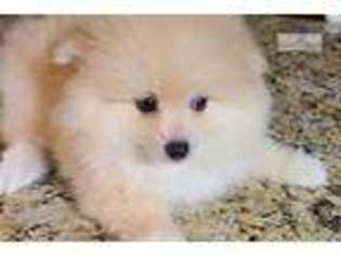 Pomeranian Puppy for sale in Charleston, SC, USA
