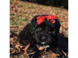 Mutt Puppy for sale in Marionville, MO, USA