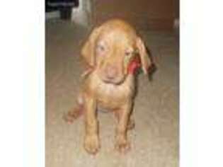 Vizsla Puppy for sale in Carrollton, GA, USA