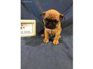 Frenchie Pug Puppy for sale in Greensburg, IN, USA