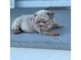 Bulldog Puppy for sale in Chester, VA, USA