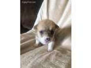 Pembroke Welsh Corgi Puppy for sale in Farmland, IN, USA