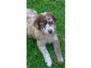Australian Shepherd Puppy for sale in Spraggs, PA, USA