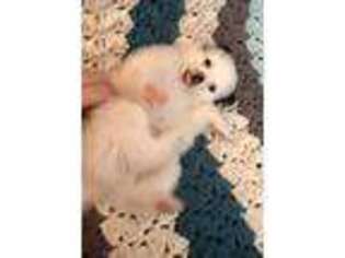 Pomeranian Puppy for sale in Lake City, MI, USA
