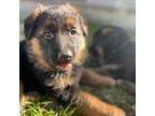German Shepherd Dog Puppy for sale in North Hollywood, CA, USA