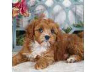 Cavapoo Puppy for sale in Bristol, IN, USA