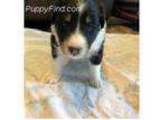 Shetland Sheepdog Puppy for sale in Bishop, GA, USA