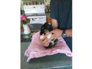 Miniature Australian Shepherd Puppy for sale in Mc Dade, TX, USA