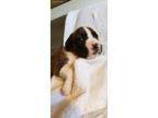 Boxer Puppy for sale in Provo, UT, USA
