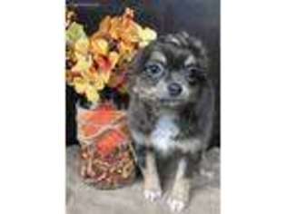 Chihuahua Puppy for sale in Blountville, TN, USA