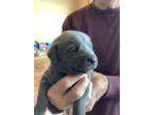 Labrador Retriever Puppy for sale in Angel Fire, NM, USA