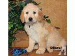Goldendoodle Puppy for sale in AURORA, MO, USA