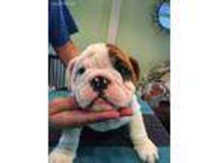 Bulldog Puppy for sale in Bokeelia, FL, USA