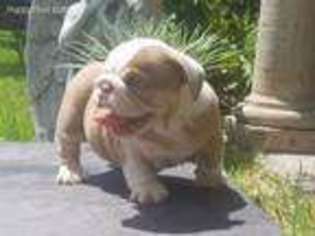 Bulldog Puppy for sale in Weslaco, TX, USA