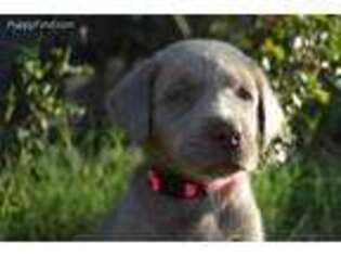 Labrador Retriever Puppy for sale in Modesto, CA, USA
