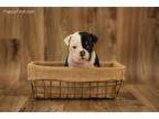 Olde English Bulldogge Puppy for sale in Flushing, MI, USA