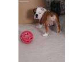 Bulldog Puppy for sale in Irmo, SC, USA