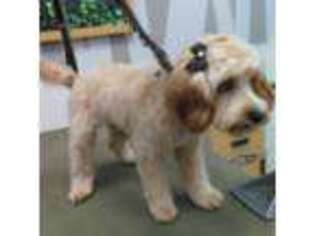 Cavapoo Puppy for sale in Little Elm, TX, USA