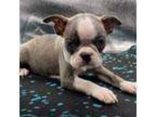 Boston Terrier Puppy for sale in Killdeer, ND, USA