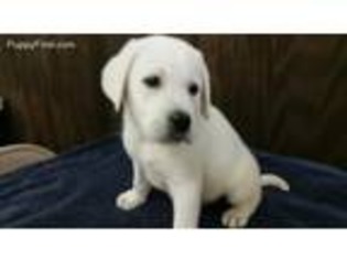 Labrador Retriever Puppy for sale in Otisville, MI, USA
