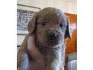 Goldendoodle Puppy for sale in Waynesboro, VA, USA