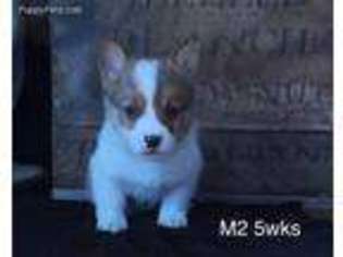 Pembroke Welsh Corgi Puppy for sale in South Whitley, IN, USA
