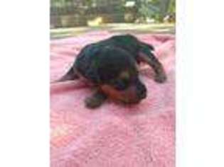 Welsh Terrier Puppy for sale in Altoona, KS, USA