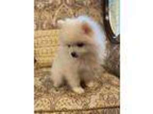 Pomeranian Puppy for sale in Metairie, LA, USA