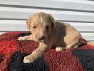 Goldendoodle Puppy for sale in Sumner, IL, USA