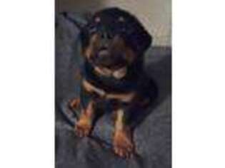 Rottweiler Puppy for sale in Denver, CO, USA